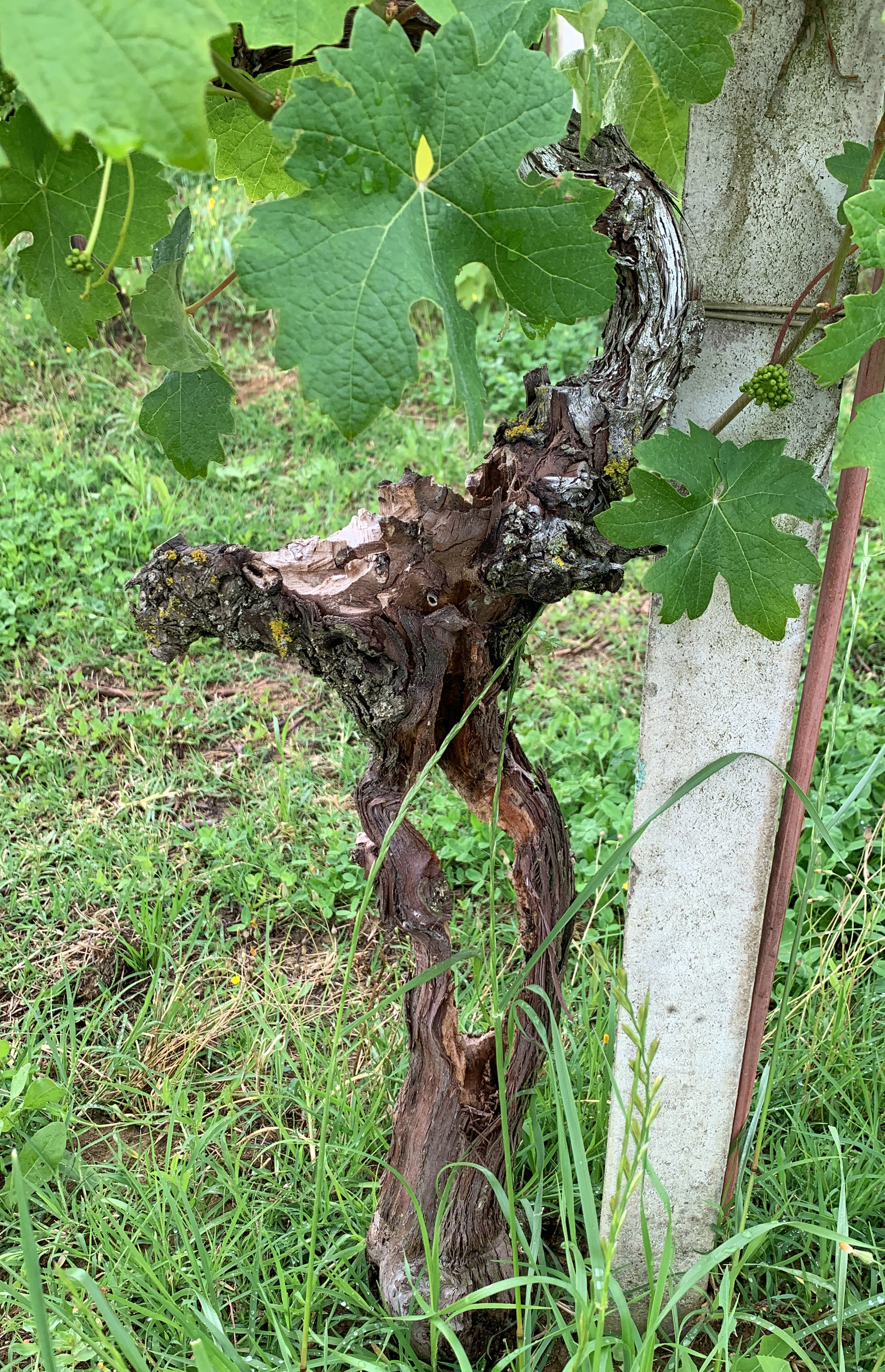 A Riesling grapevines in early spring before final pruning, with long canes still attached to the upper trellis wires. 